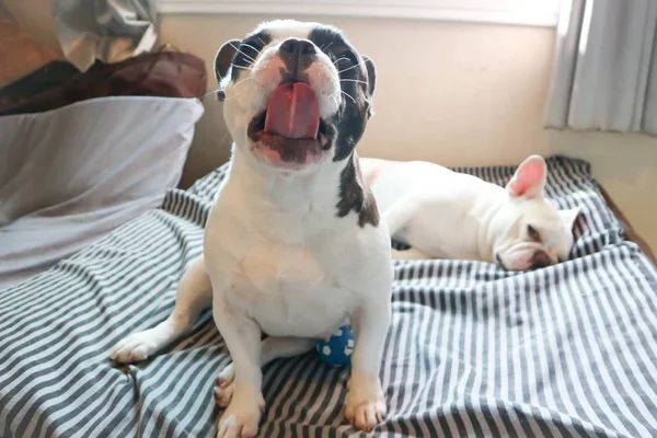 Bostezando perro y durmiendo perro — Foto de Stock