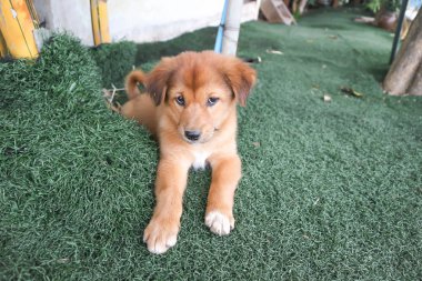 köpek yavrusu ya da kahverengi köpek 