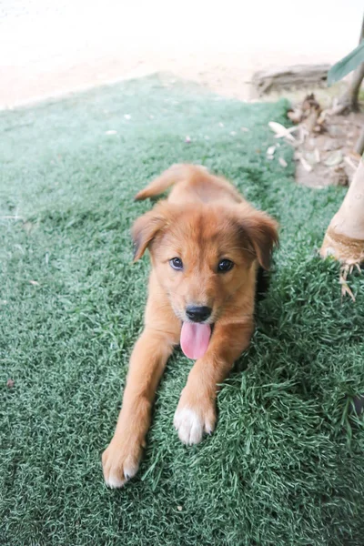 Puppy of bruine hond — Stockfoto