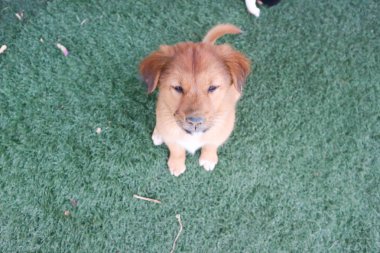 köpek yavrusu ya da kahverengi köpek 