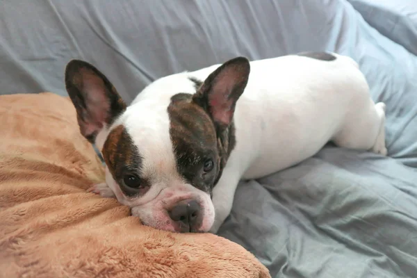 Pies senny lub Buldog francuski — Zdjęcie stockowe
