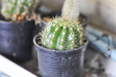 kaktüs veya meşale thistle