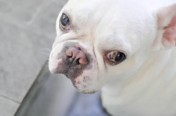 Bulldog francês branco — Fotografia de Stock
