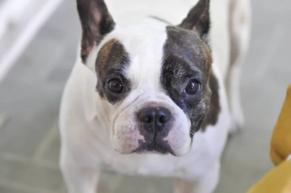 Bulldog francés o perro mirando fijamente —  Fotos de Stock