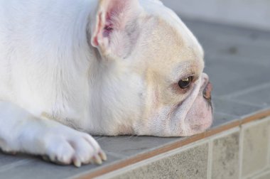dalgın köpek ya da Fransız buldozer