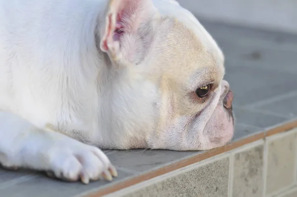 Dalgın köpek ya da Fransız buldozer — Stok fotoğraf