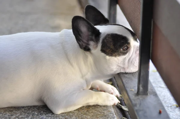 Perro distraído o bulldog francés —  Fotos de Stock