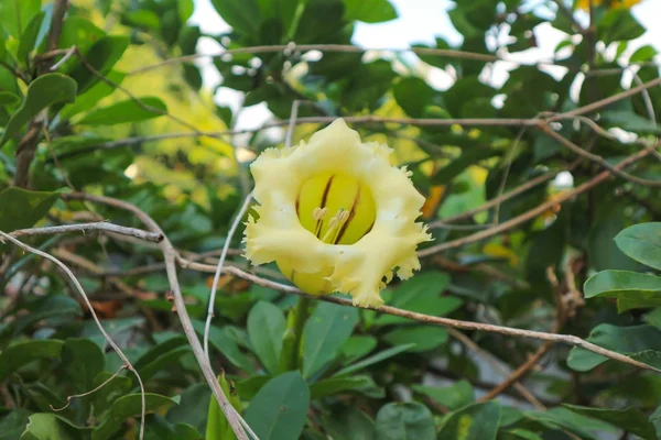 Showy chalicevine o Solandra grandiflora — Foto Stock