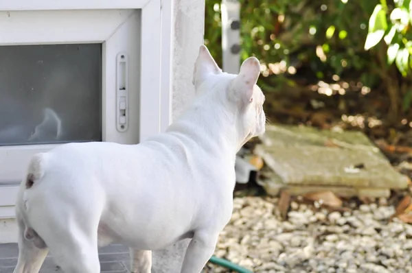 Bulldog francés o perro de espera — Foto de Stock