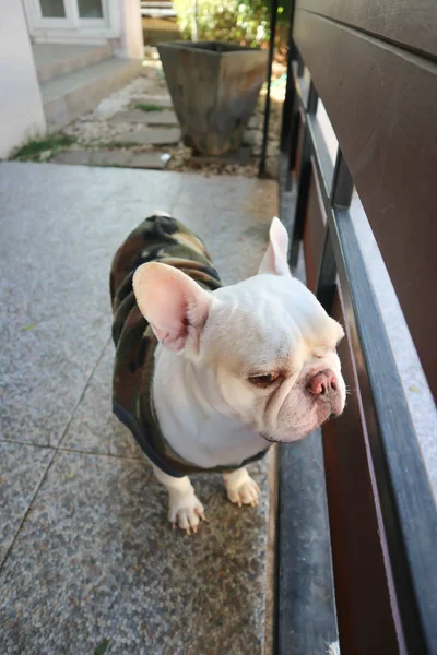 Fransk bulldogg eller ventende hund – stockfoto