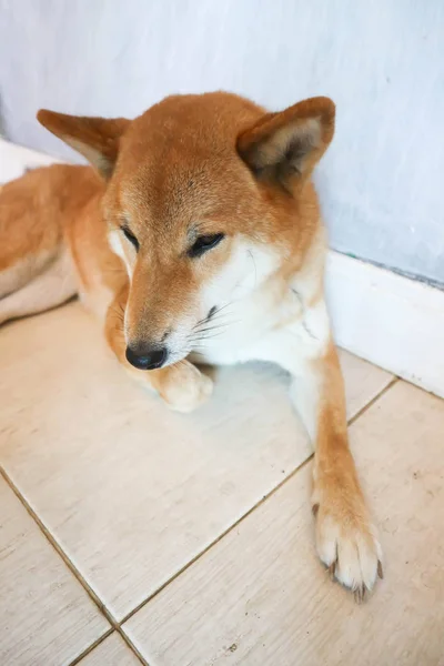 Slaperige hond of slaperig shiba — Stockfoto