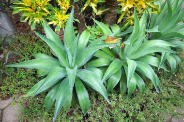Agav veya Agave americana 