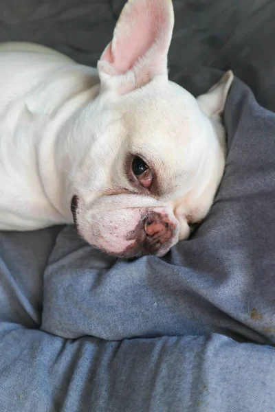Sleepy Franse bulldog in het bed — Stockfoto