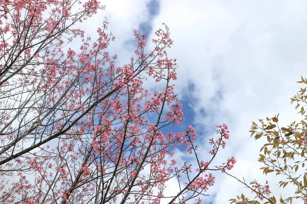 Wiatr himalayan cherry lub prunus cerasoides lub sakura — Zdjęcie stockowe