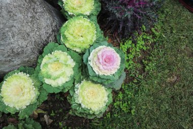 lahana veya lahana Flowerind 