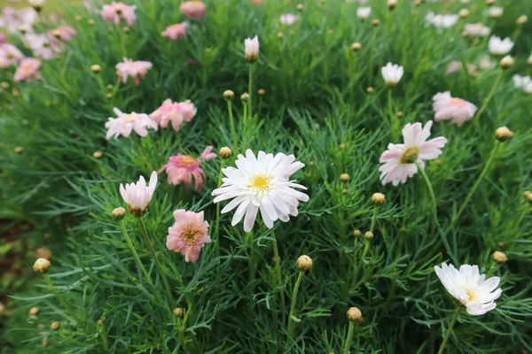 Krysanteemi morifolium tai kukkakaupat mun tai päivänkakkara — kuvapankkivalokuva