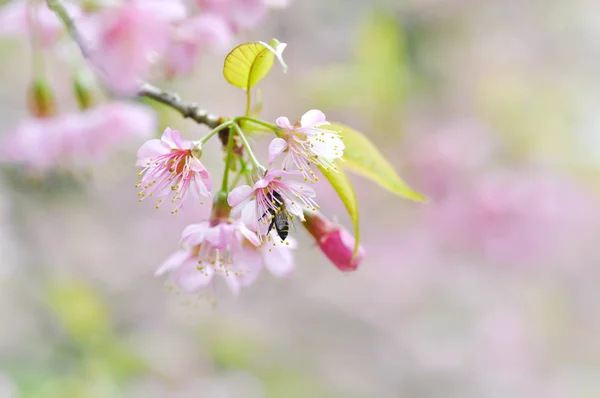 Wind himalayan cherry or  prunus cerasoides or sakura — Stock Photo, Image