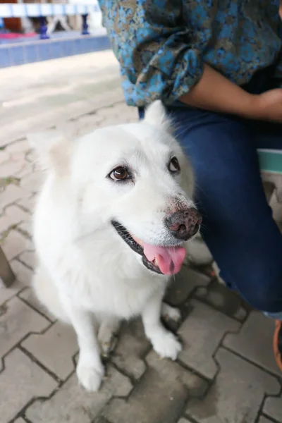 Spitz köpek ya da beyaz köpek — Stok fotoğraf