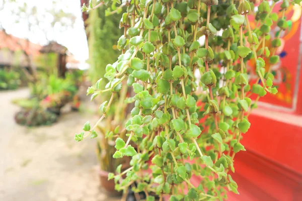 Horolezec rostlin nebo Jatropha podagrica háček — Stock fotografie