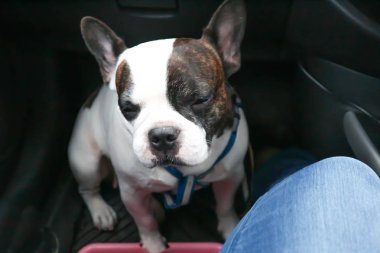 Uykulu köpek ya da uykulu Fransız buldozer