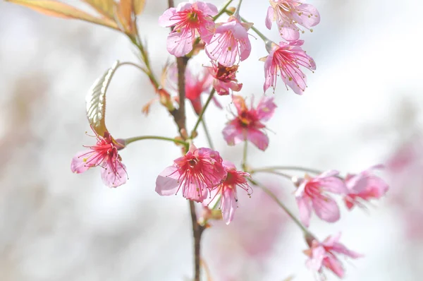 Wind himalayan cherry or  prunus cerasoides or sakura — Stock Photo, Image