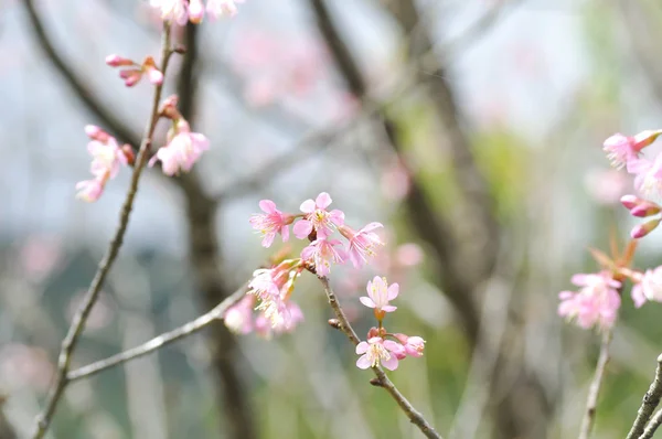 Wind himalayan cherry or  prunus cerasoides or sakura — Stock Photo, Image