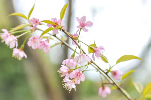 Rüzgar Himalaya kiraz veya prunus cerasoides veya sakura — Stok fotoğraf