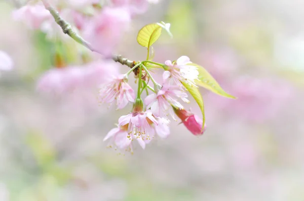 Wind himalayan cherry or  prunus cerasoides or sakura — Stock Photo, Image