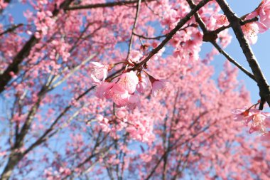 Rüzgar Himalaya kiraz veya prunus cerasoides veya sakura 