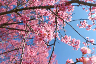 Rüzgar Himalaya kiraz veya prunus cerasoides veya sakura 