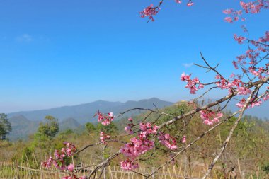 Rüzgar Himalaya kiraz veya prunus cerasoides veya sakura 