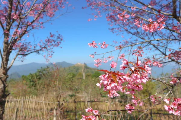 Cereja do Himalaia do vento ou cerasoides do prunus ou sakura — Fotografia de Stock