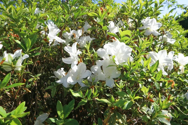 Azálea ou Ericaceae ou Rhododendron — Fotografia de Stock