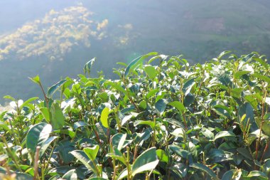 çay plantasyon veya çay bitki