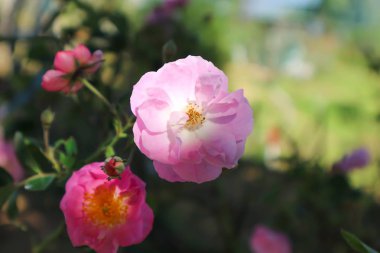 Bahçedeki pembe gül