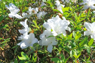 Açelya veya Fundagiller veya ormangülü çiçek veya beyaz çiçek