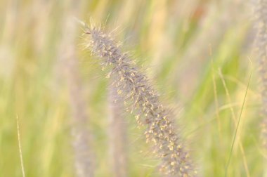 Sabah çimen çiçeği