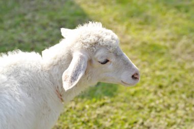 habersiz koyun ya da bir koyun çiftliğinde