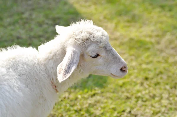 Ahnungslose Schafe oder ein Schaf auf dem Hof — Stockfoto