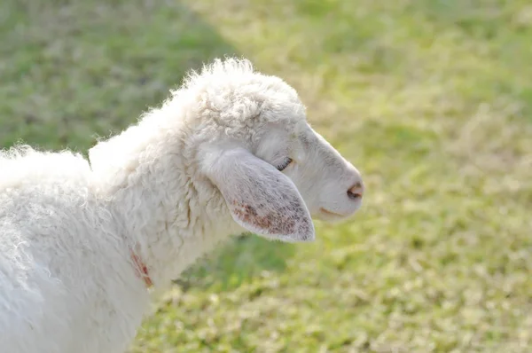 Ahnungslose Schafe oder ein Schaf auf dem Hof — Stockfoto