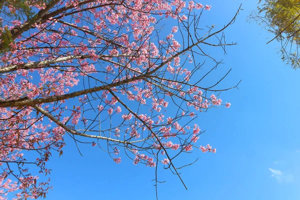 Wiatr himalayan cherry lub prunus cerasoides — Zdjęcie stockowe