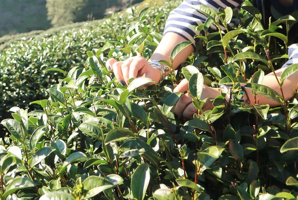 tea plantation or tea plant or harvest the tea