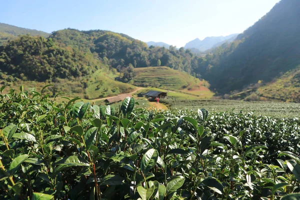 tea plantation or tea plant