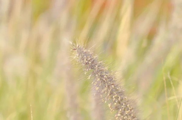 Grama ou flor de grama — Fotografia de Stock