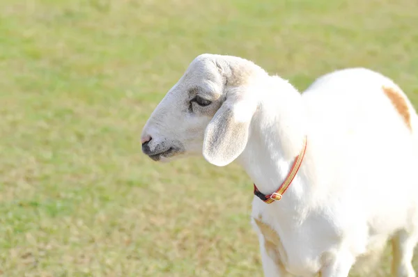 Onbewust schapen of een schapen op de boerderij — Stockfoto