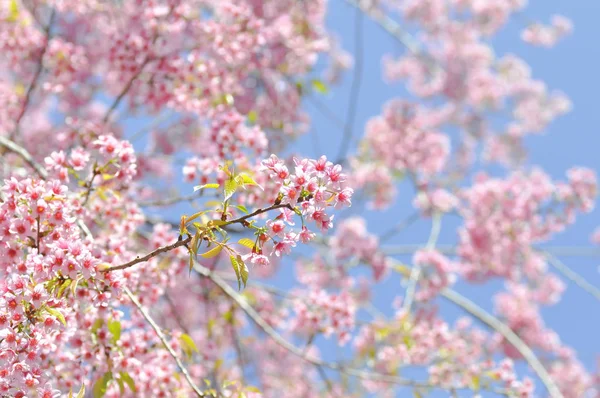 Flor de cerezo o prunus cerasoides o sakura — Foto de Stock
