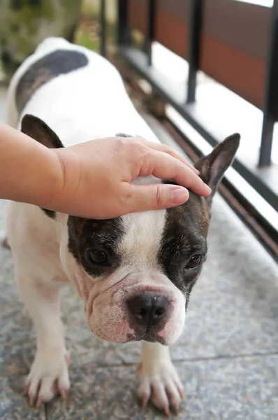 Bulldog francese o qualcuno sta toccando un cane — Foto Stock