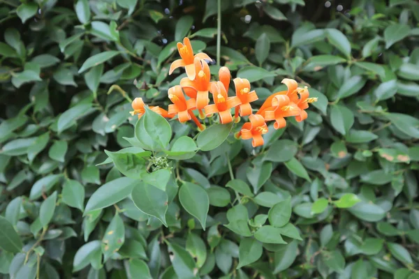 Videira de bolacha de fogo ou trompete laranja — Fotografia de Stock