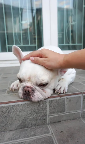 Ручними французький бульдог або торкаючись собака — стокове фото