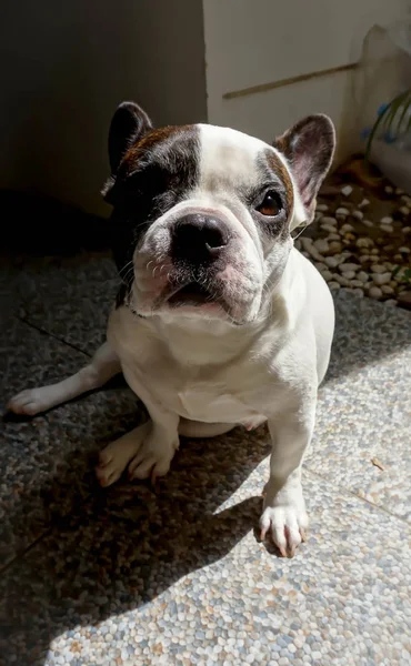 Fransız buldozer ya da oturma köpek — Stok fotoğraf